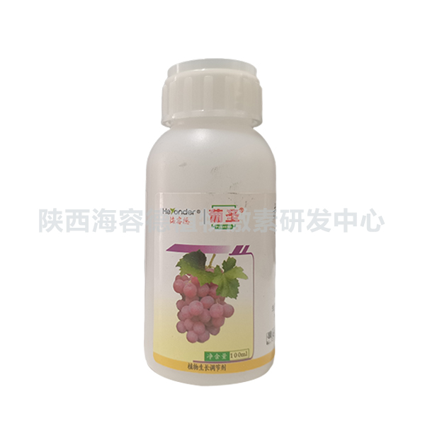 葡圣.jpg