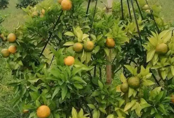 果树叶子发黄原因解析以及解决方案？
