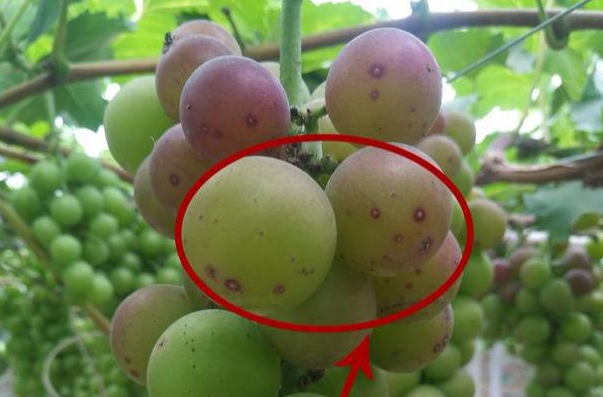 葡萄生长所需要的各种微量元素都是什么作用？