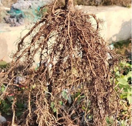西昌葡萄园根系为什么总是出现问题？如何解决