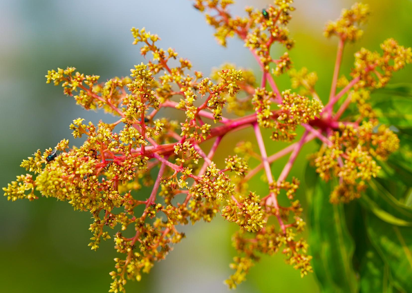 芒果催花