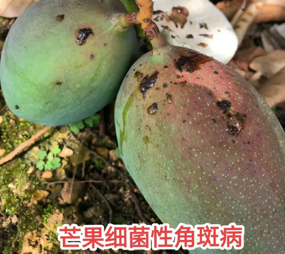芒果种植